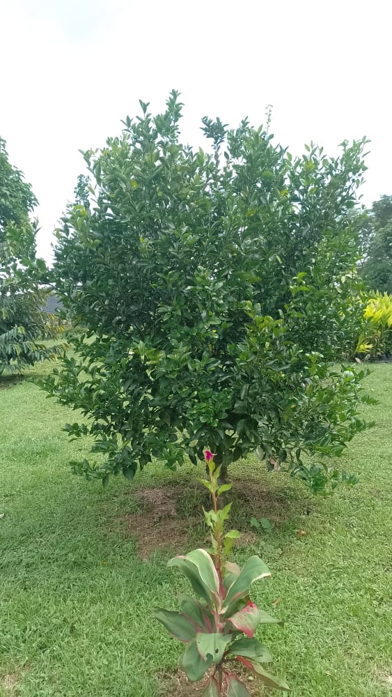 Arboles frutales exoticos